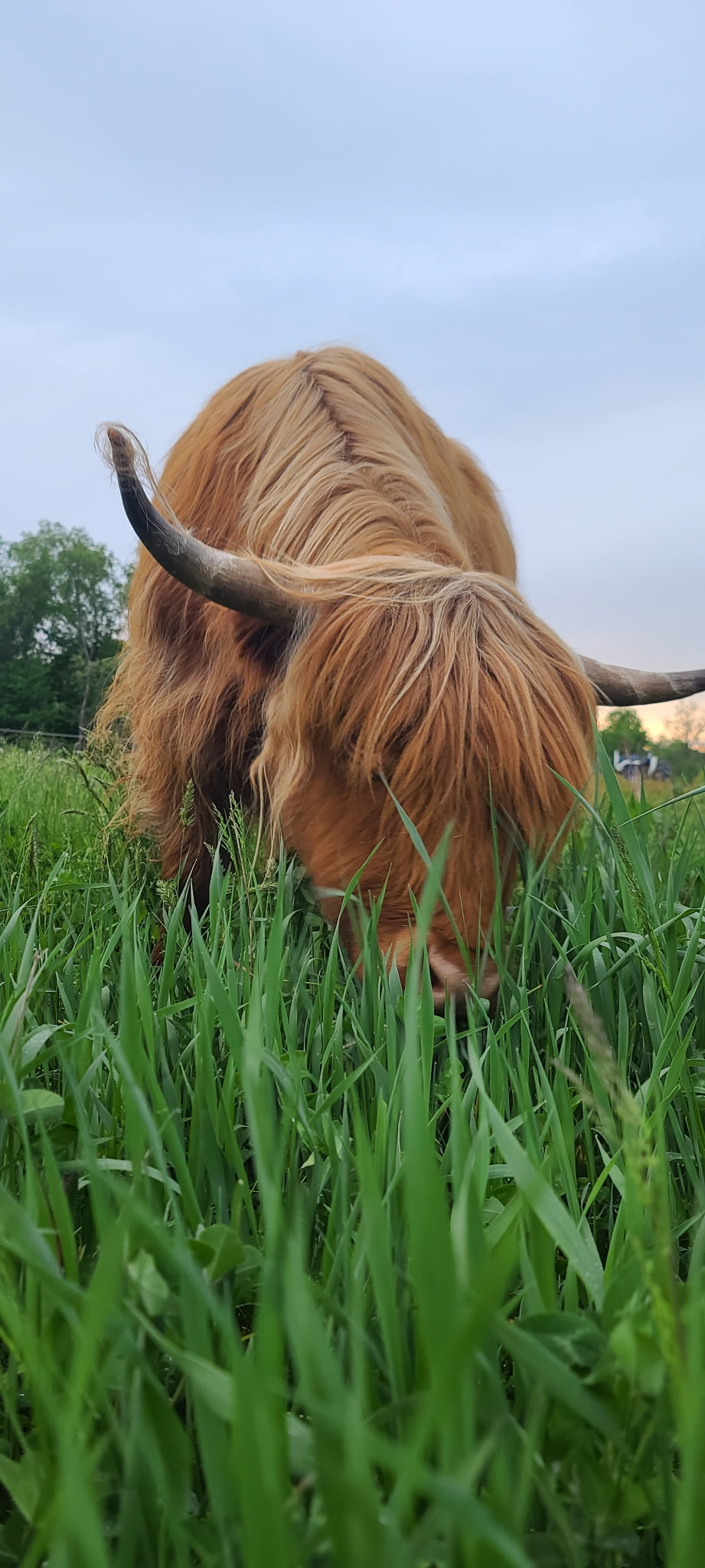 Two young goats grazing on green grass in a natural setting, showcasing their distinctive brown and white coats.