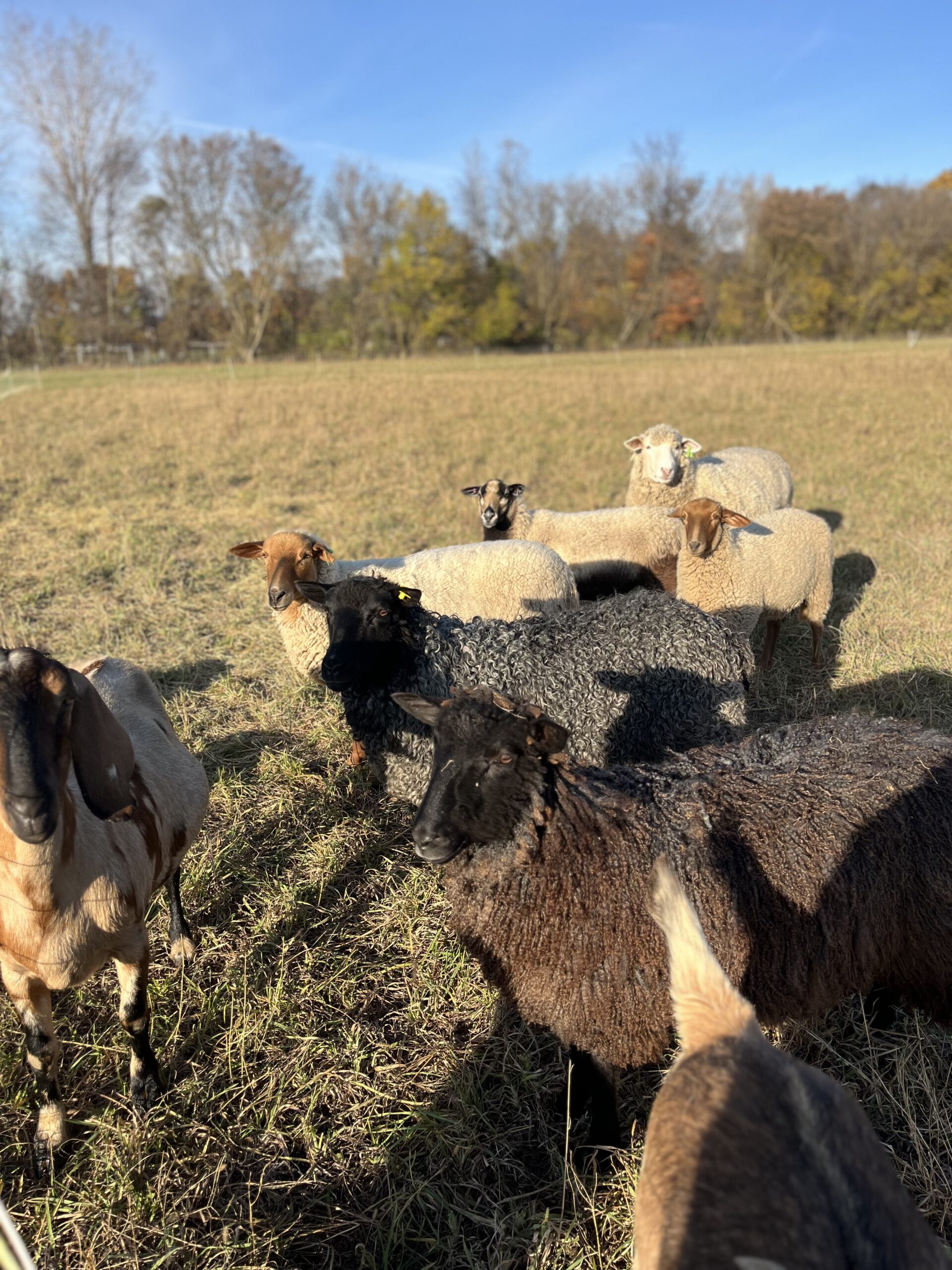 Close-up of a brown goat's mouth with fresh green grass and herbs, depicting its natural feeding behavior in a farm setting.
