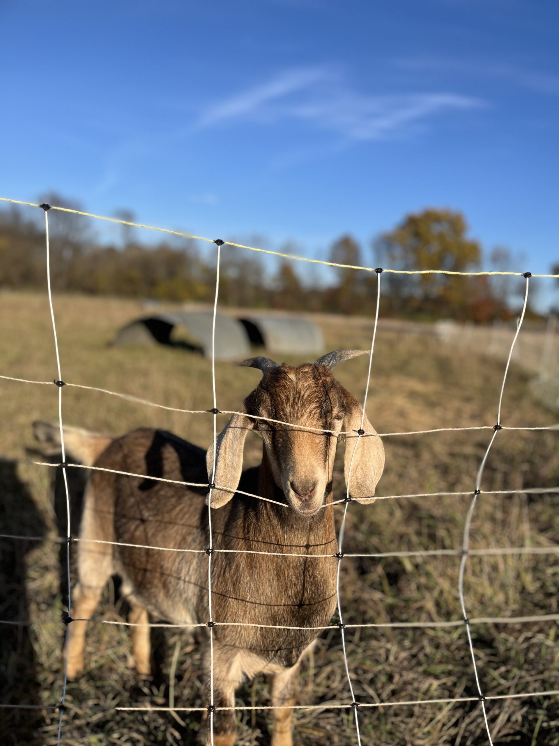 Two playful baby goats in a grassy field, one standing and looking towards the camera while the other lies down, showcasing their adorable features and playful nature.